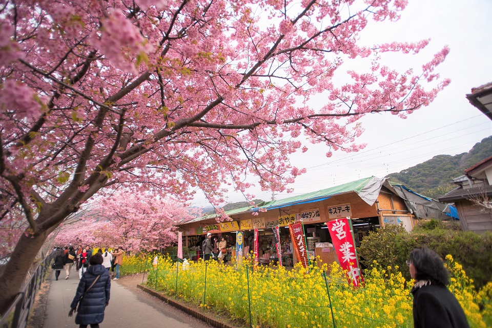 Lễ hội hoa anh đào sớm Kawazu Sakura, Nhật Bản